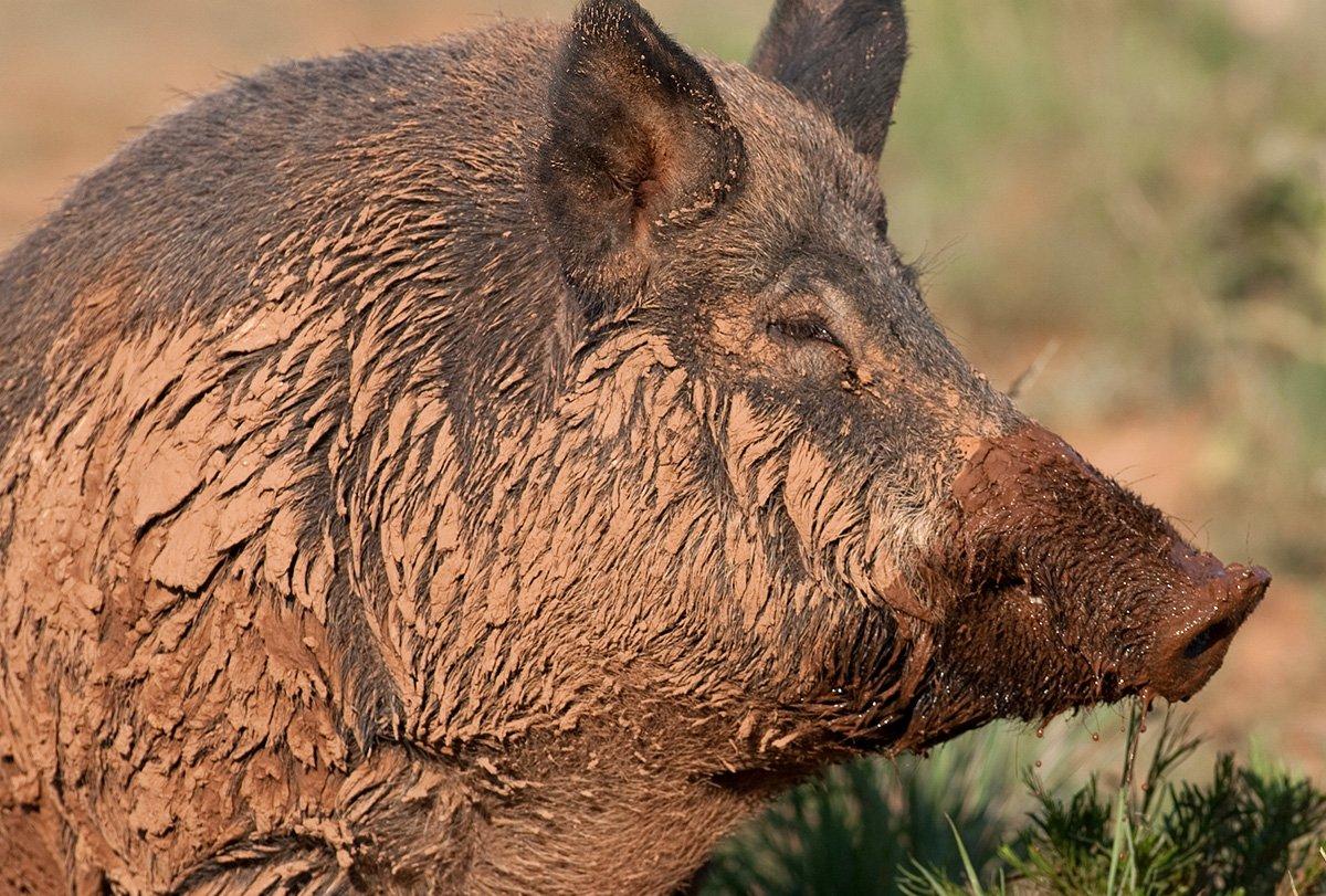 © Russell Graves photo