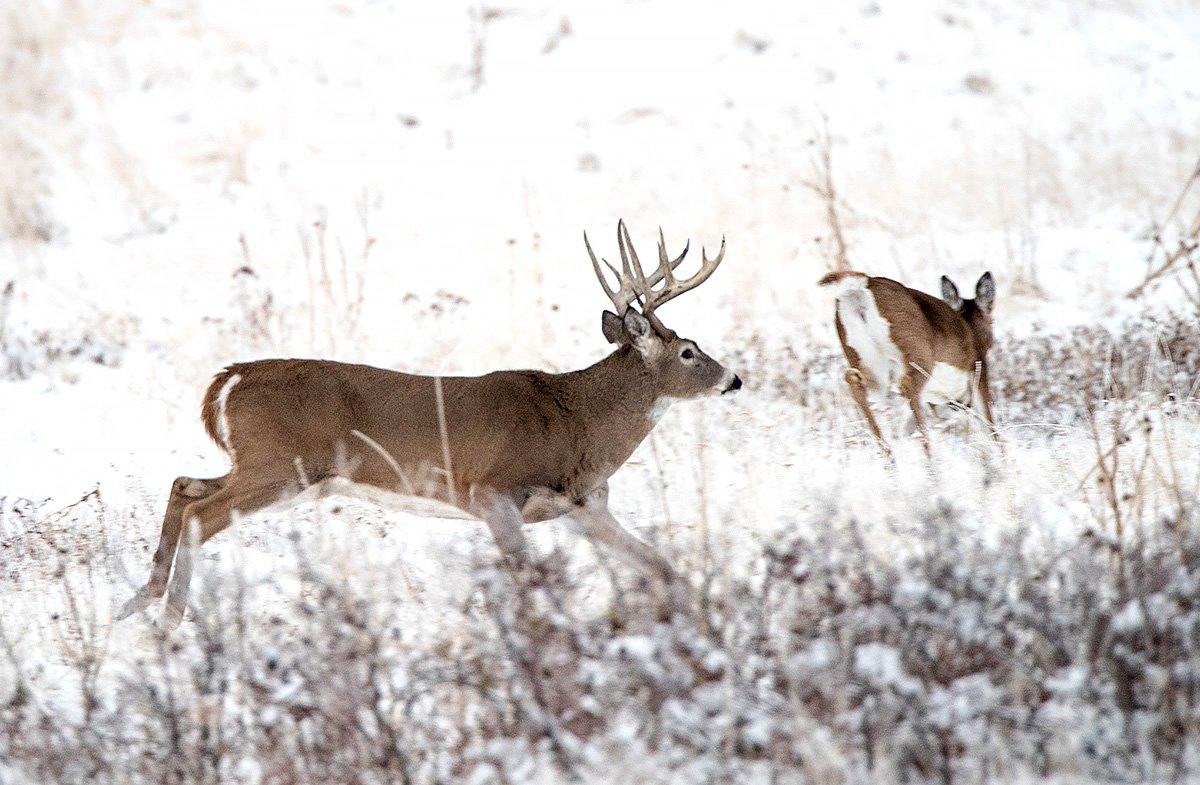If a big doe comes prancing through with her tail straight out, get ready. This is why. (Russell Graves Image)
