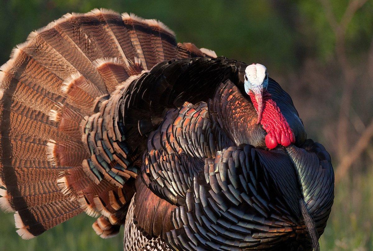 The wild turkey resource is too precious for poachers to steal. The stories here are about bad guys getting caught. Photo by Russell Graves