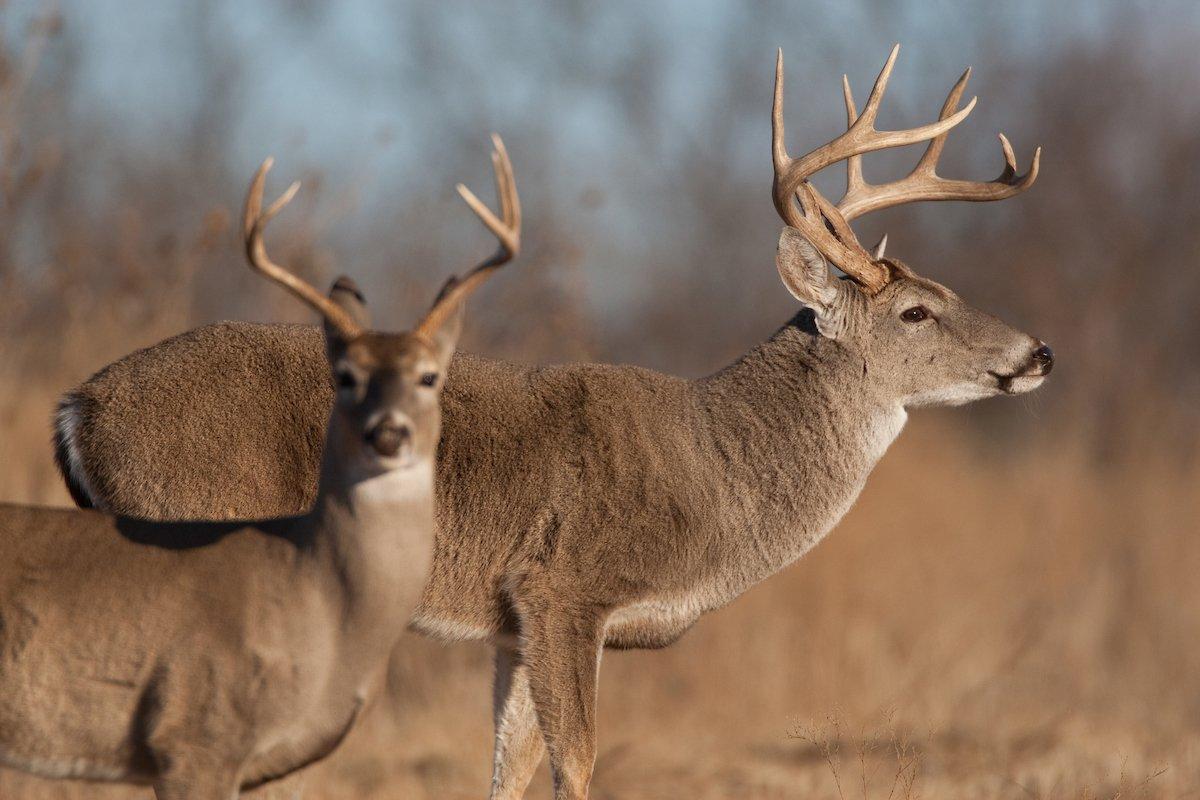 Practicing antlered buck management will improve the herd dynamics. (Russell Graves photo)
