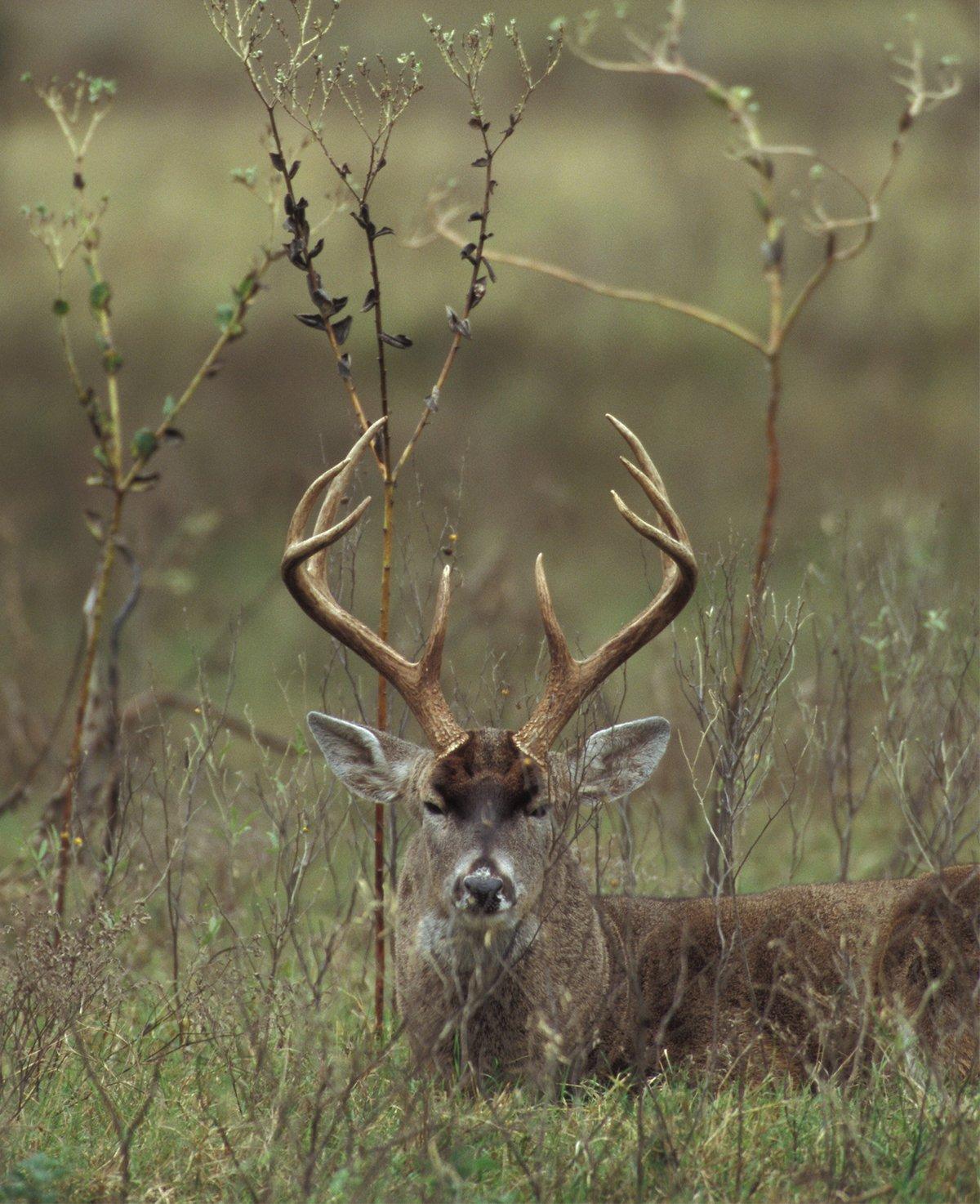 Protecting the majority of young bucks will allow numerous bucks to get into the middle age classes (3½ to 4½ years old) and provides outstanding hunting opportunities. (Russell Graves photo)