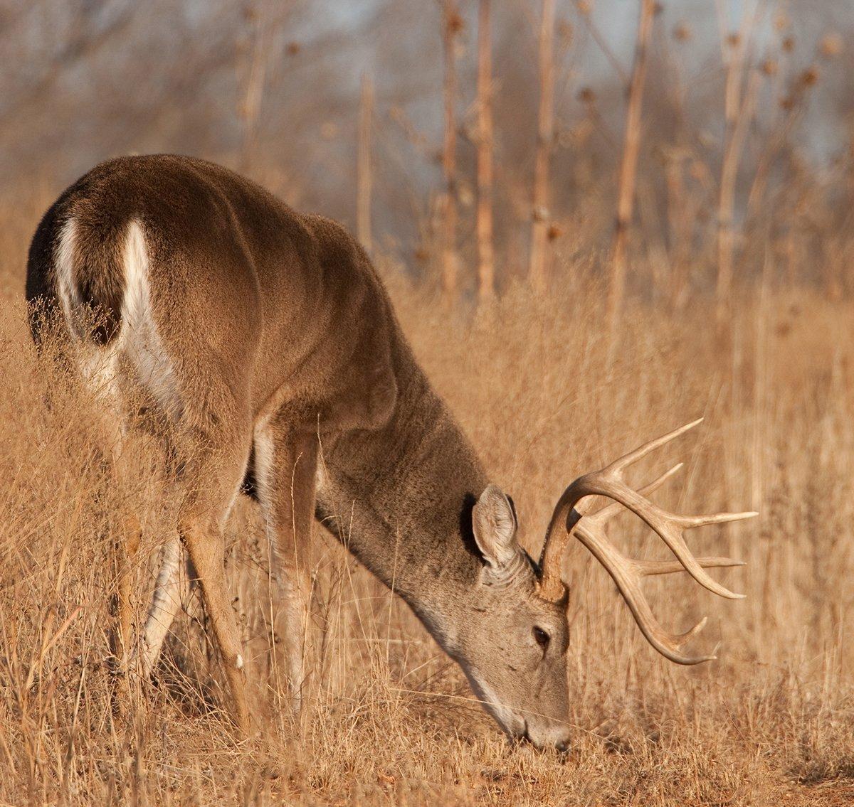 Minerals play a significant role in cervid health. Supplemental minerals can fill potential voids. (Russell Graves photo)