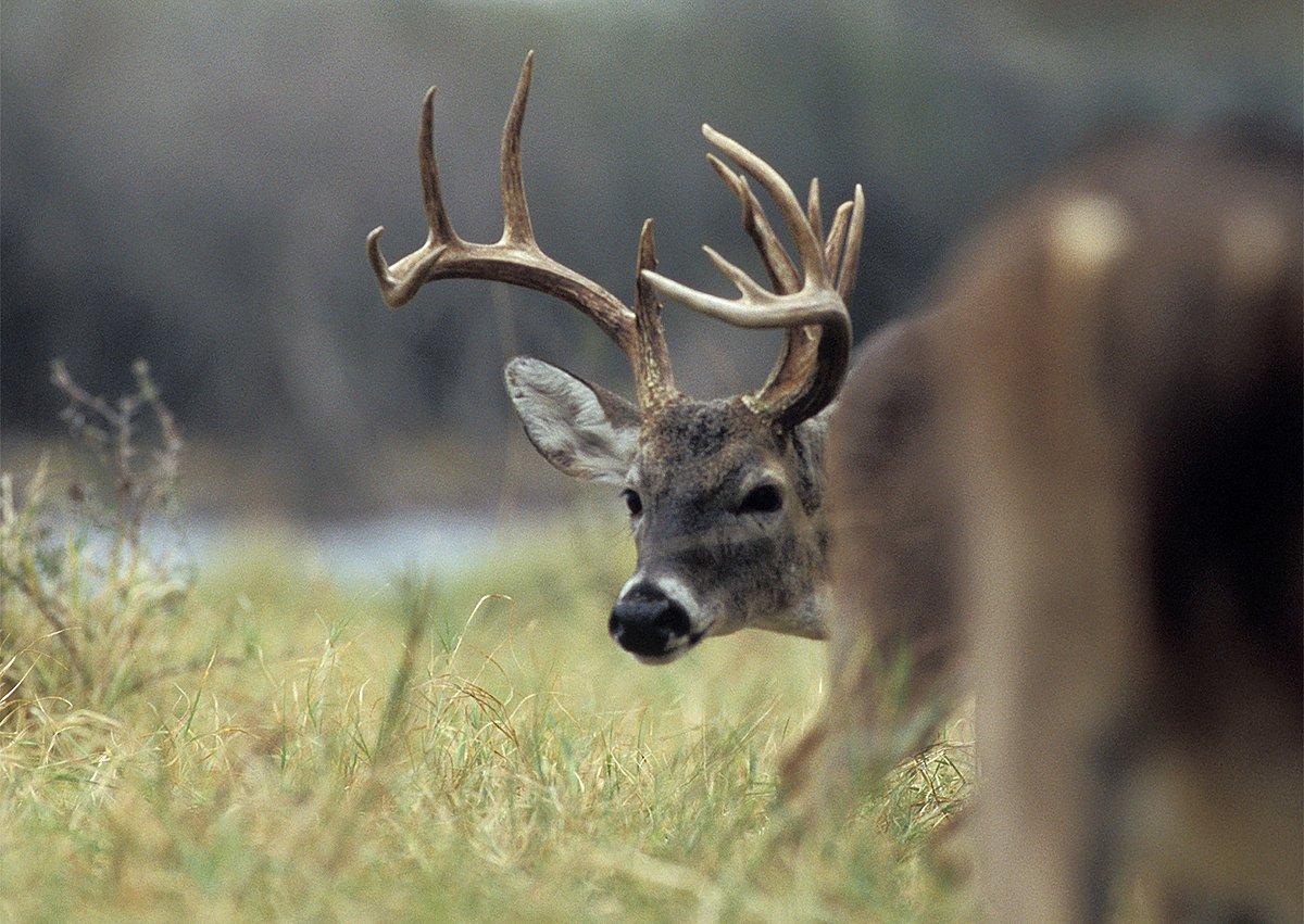 Can't find post-rut bucks? Take a word of advice from the post-rut hunting pros. (Russell Graves photo)