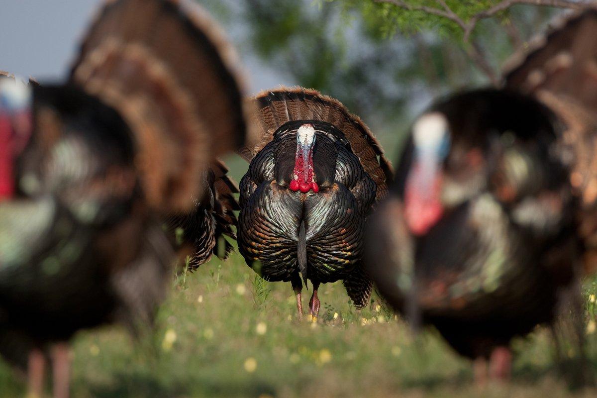 Late-season gobblers sometimes run together. (Russell Graves photo)