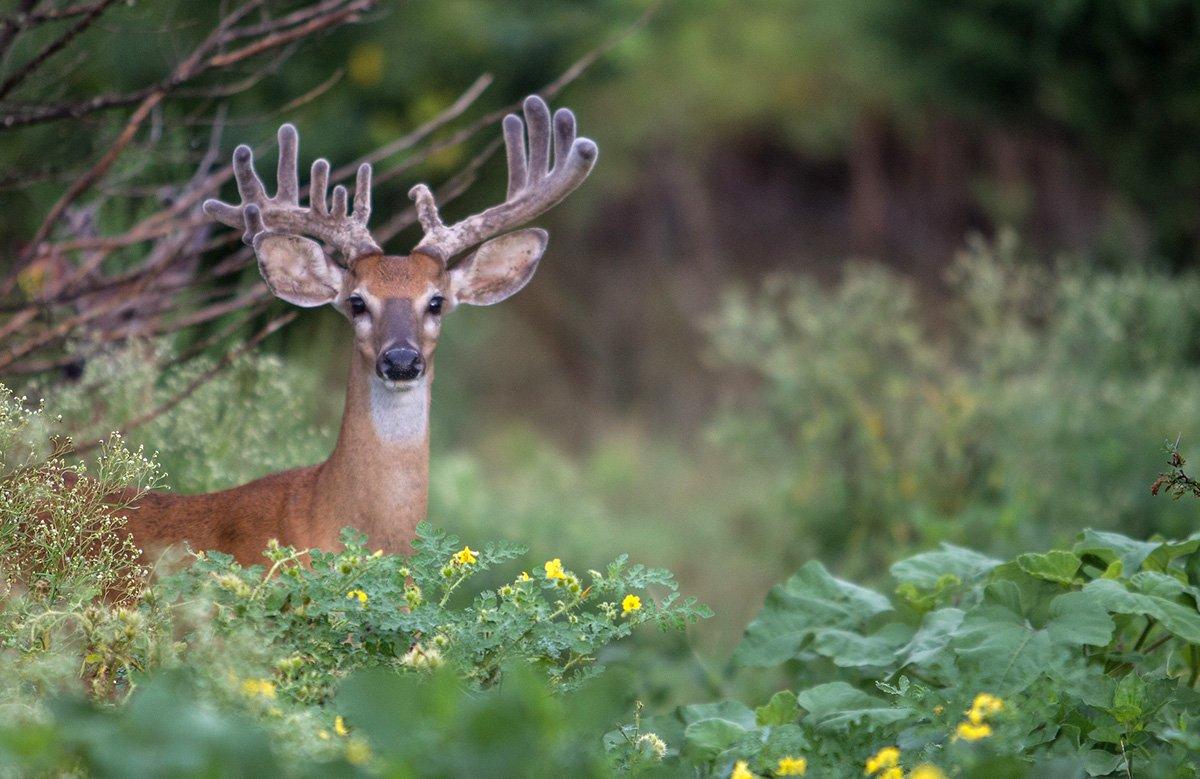 As antlers begin to take shape, many hunters are simultaneously scrambling to prepare for deer season. (Russell Graves photo)