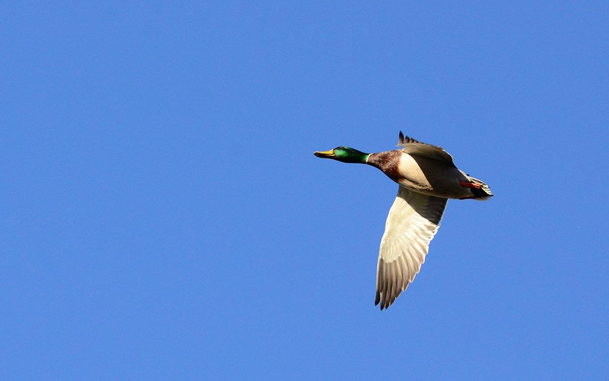 Spring pond counts dropped by about 50 percent in North Dakota, yet waterfowl numbers remain surprisingly robust. Photo © rwkc/Shutterstock