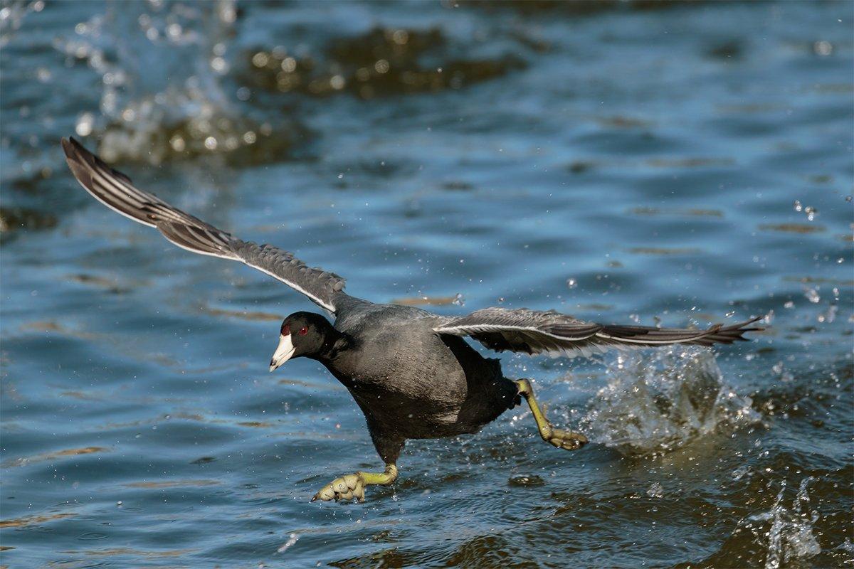 Coots usually flap and run clumsily across the water to get airborne, which leads many people to wonder how the birds migrate. Photo © Ryan S. Rubino/Shutterstock