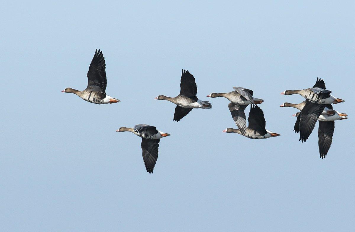 White-Fronted Geese