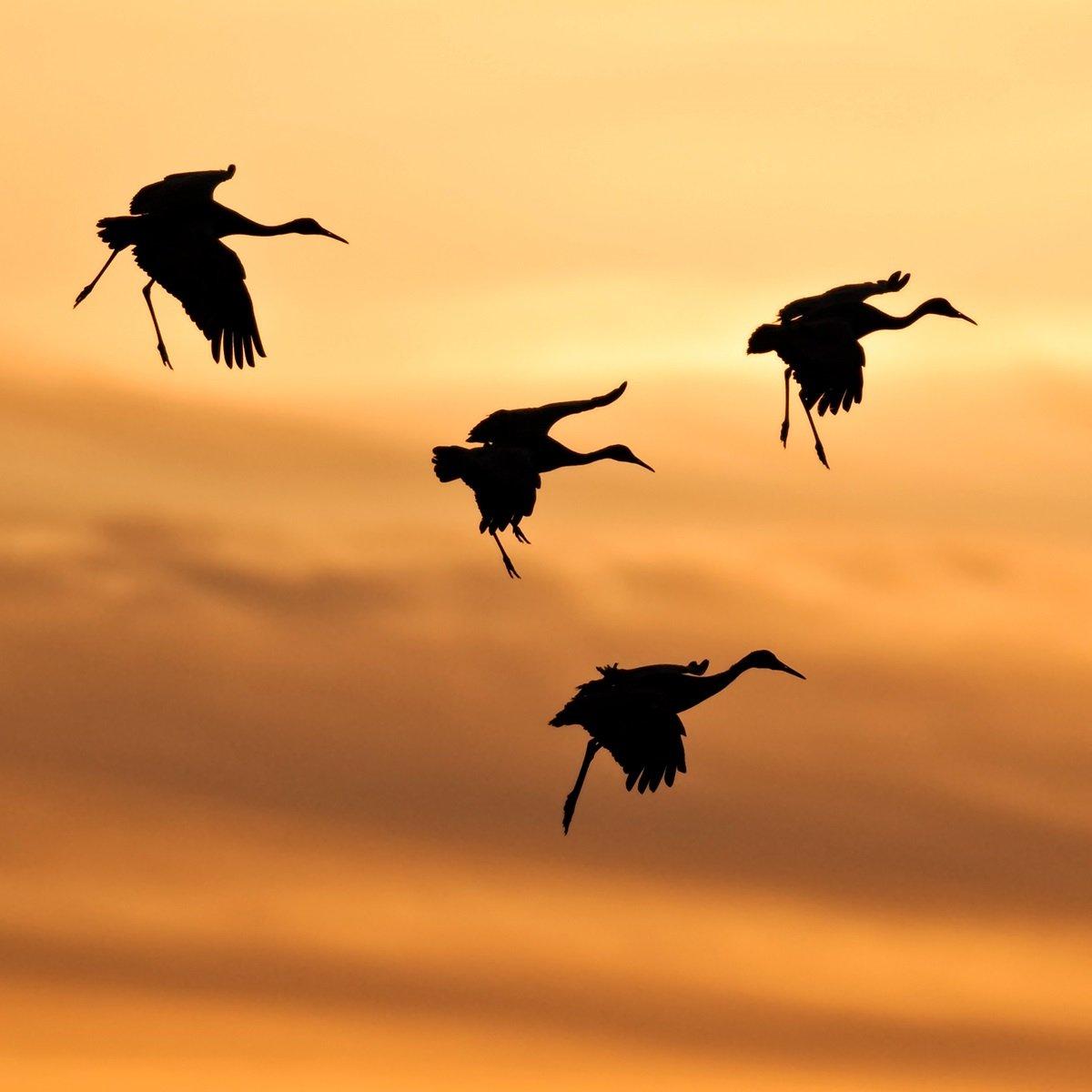 A flock of cranes coming in to land. © Sarah Jessup-Shutterstock