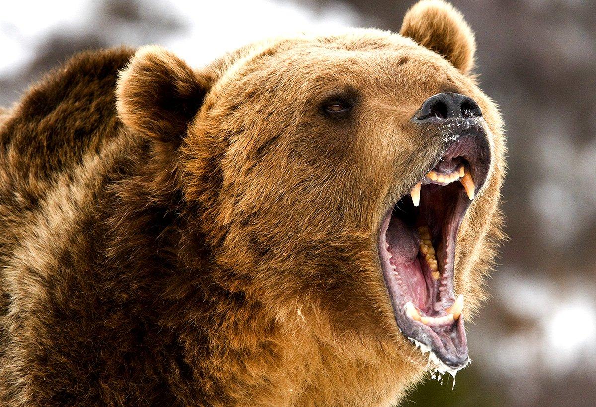 The Realblog's Top 10 Craziest Animal Encounters Realtree Camo