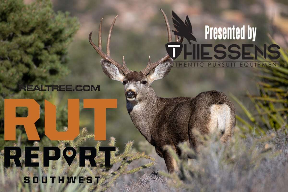 Southwest Rut Report: Mature Bucks Are Chasing Does - csean_r._stubben-shutterstock-sw