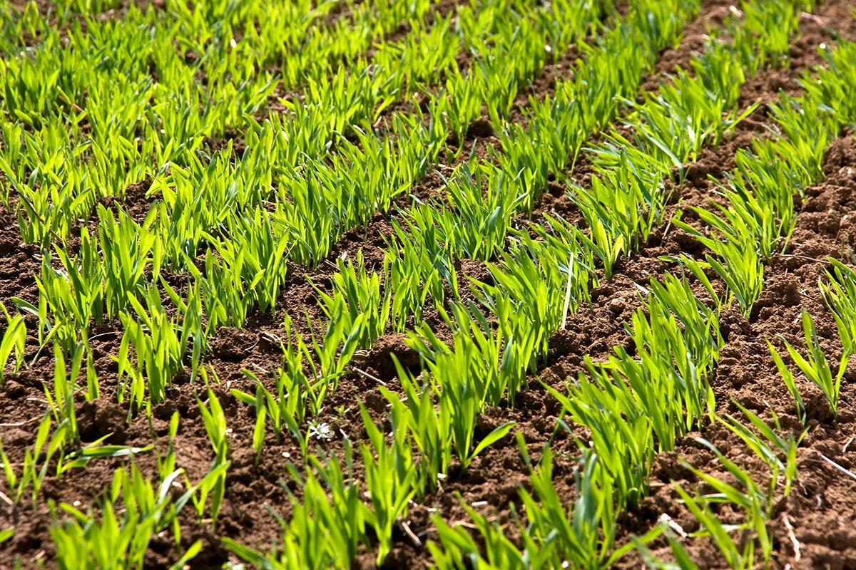 Have you ever planted wheat for wildlife? (Shutterstock / Serhiy Shullye photo)