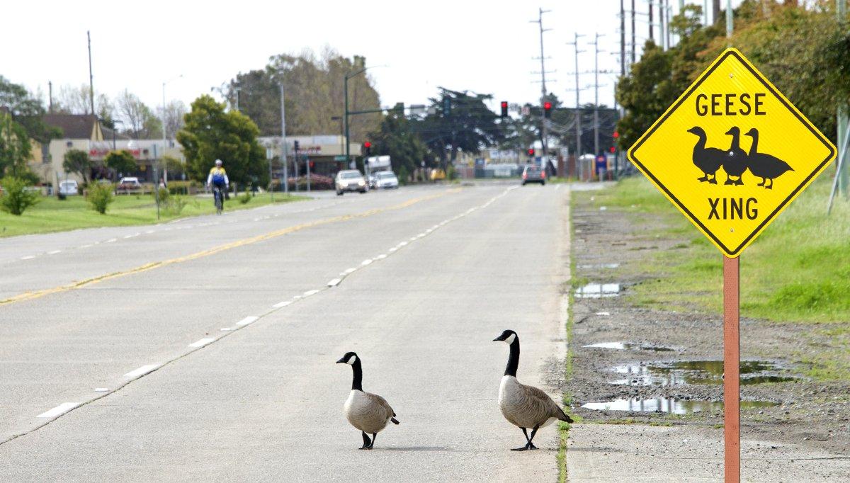 We've come to expect such scenes from human-tolerant urban waterfowl, but wild ducks anad geese? Accidents happen. Photo © Sheila Fitzgerald/Shutterstock