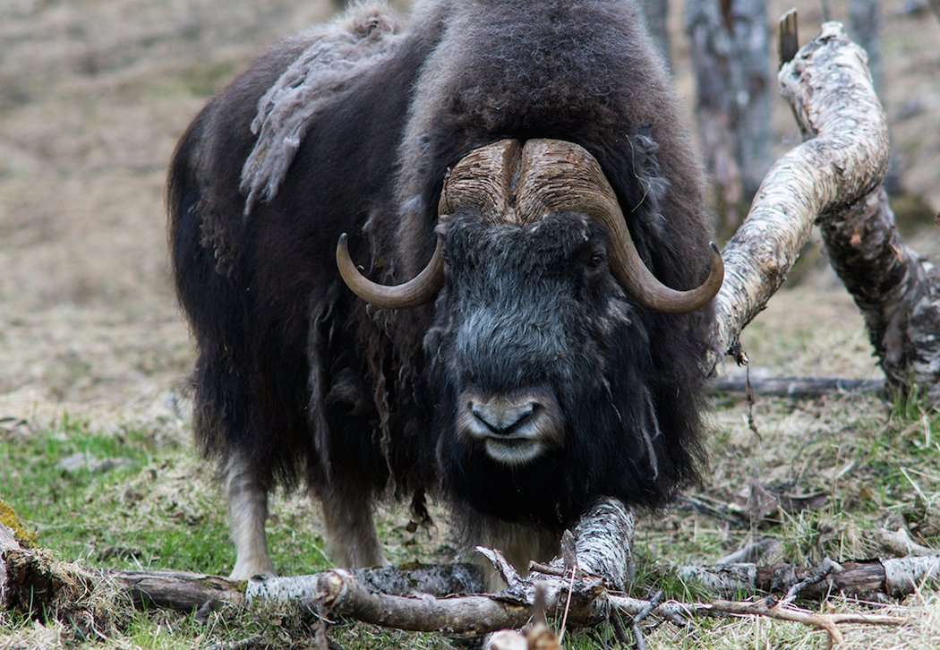 Muskox