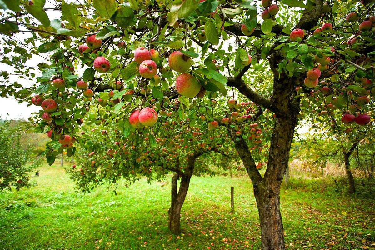 A small orchard will supply a large family with fruit. © Slatan-Shutterstock-orchard.jpg