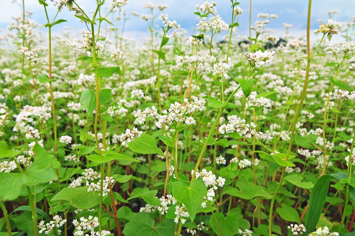 Have you ever planted buckwheat? (Shutterstock / Soru Epotok photo)