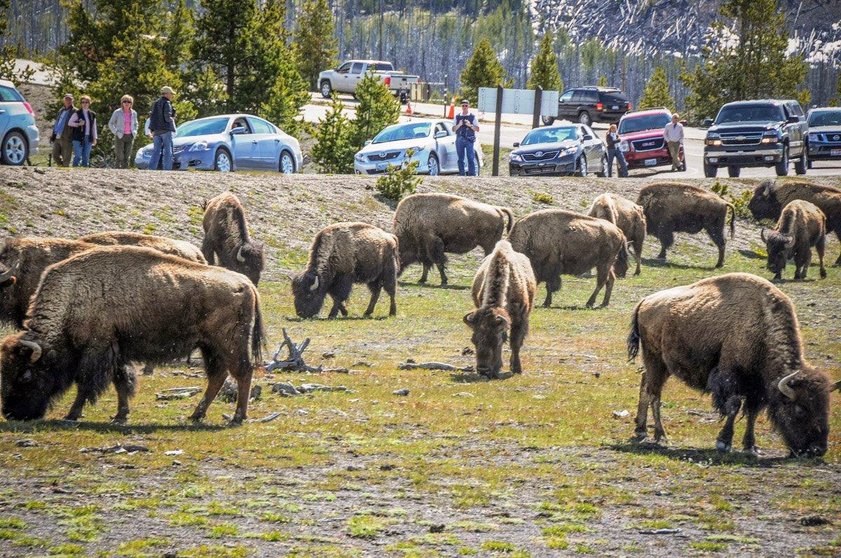The Yellowstone bison population numbers around 4,900 animals. (author image) 