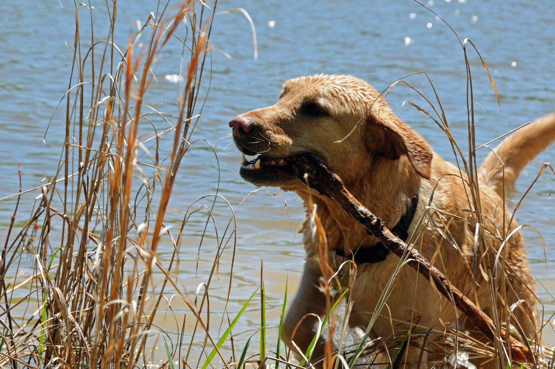  Parents show a puppy's potential. © Stephanie Mallory photo 