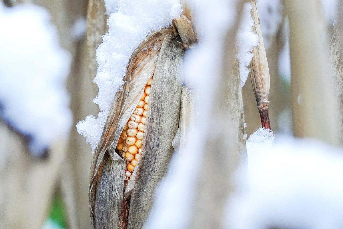 Food sources are key to any late-season strategy, and nothing is more attractive than corn still standing. (Steve Collender / Shutterstock)