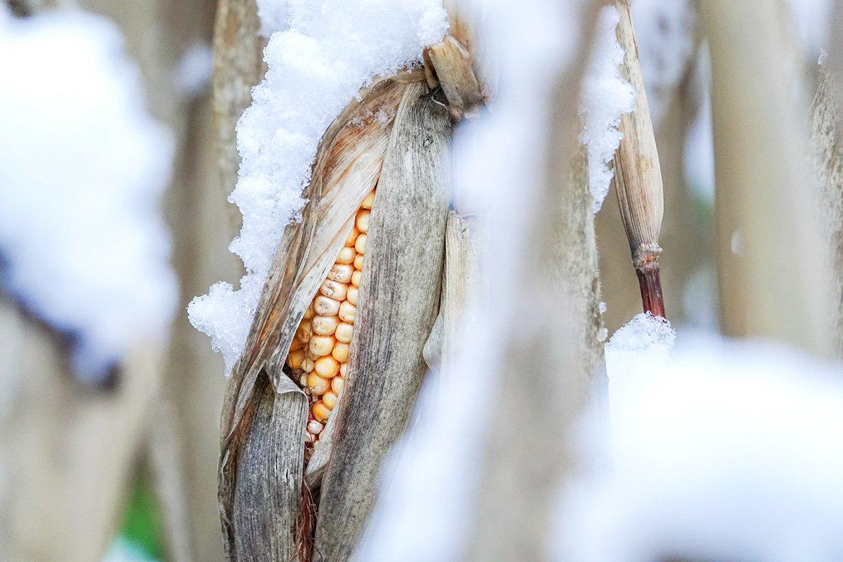 5 Late Season Deer Hunting Tips and Tactics - Realtree Store