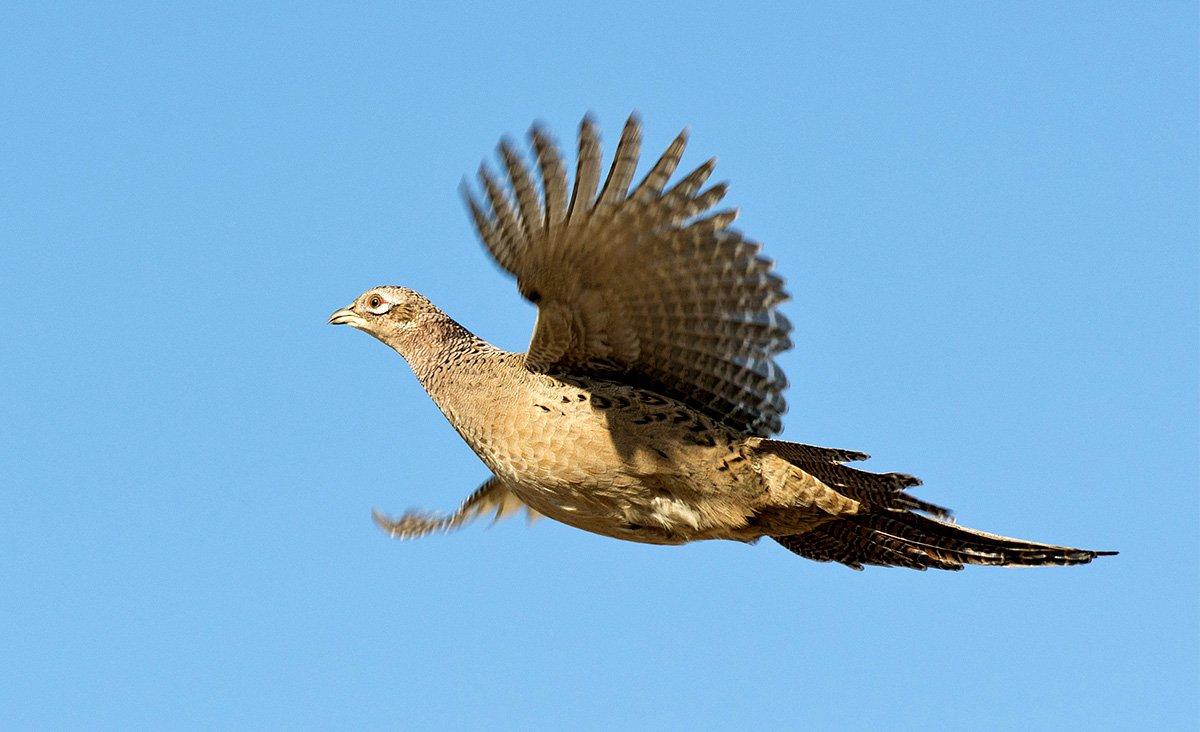 If you ever have the chance to legally shoot a hen, just don't. (Shutterstock / Steve Oehlenschlager photo)