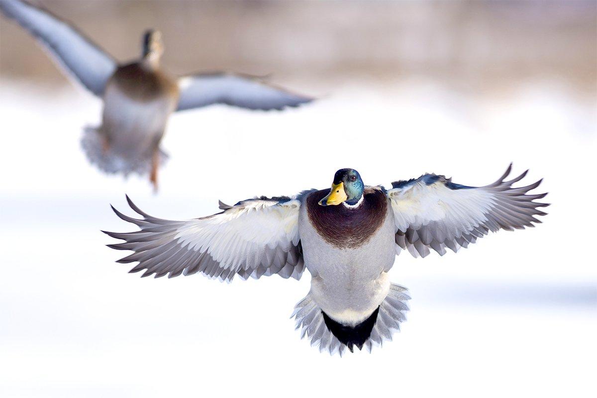 That's a dead greenhead ... probably. Don't get complacent and whiff. Photo © Steve Oehlenschlager/Shutterstock