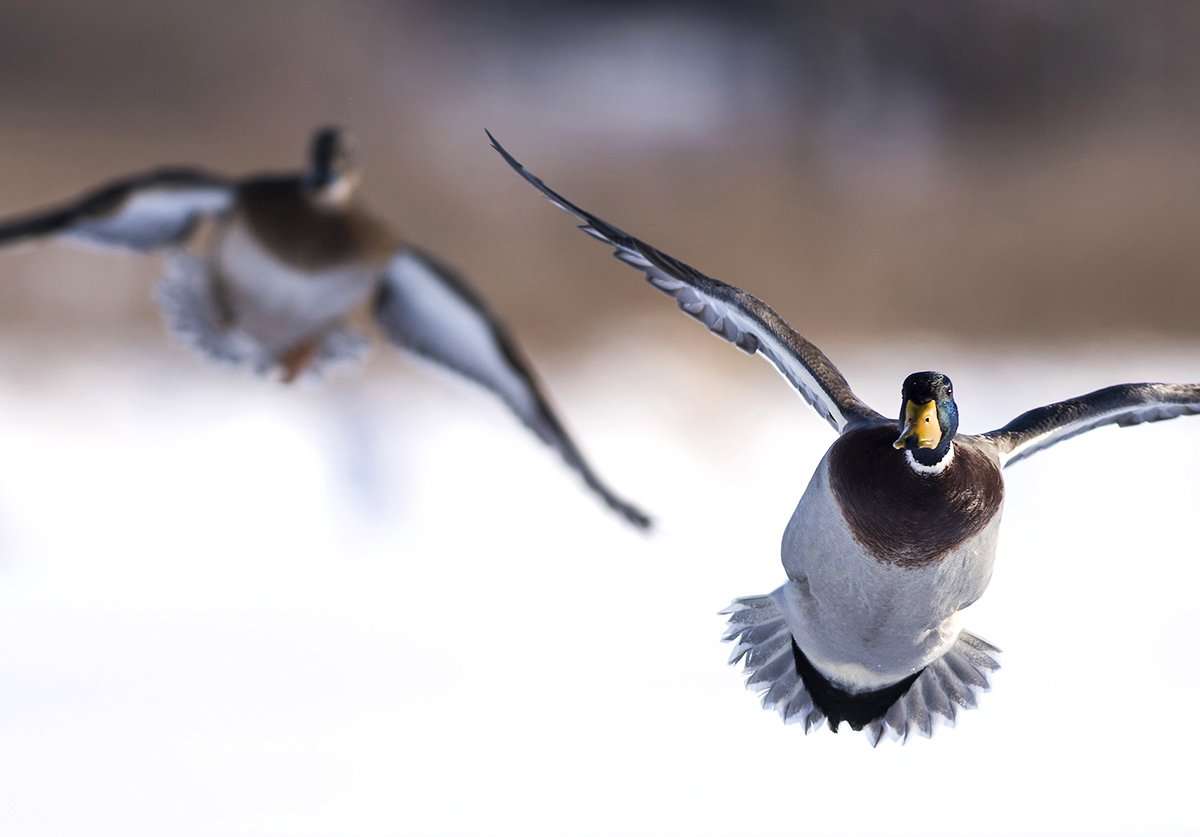 Many Southern areas are holding good numbers of mallards, but hunting success has been up and down. Photo © Steve Oehlenschlager/Shutterstock