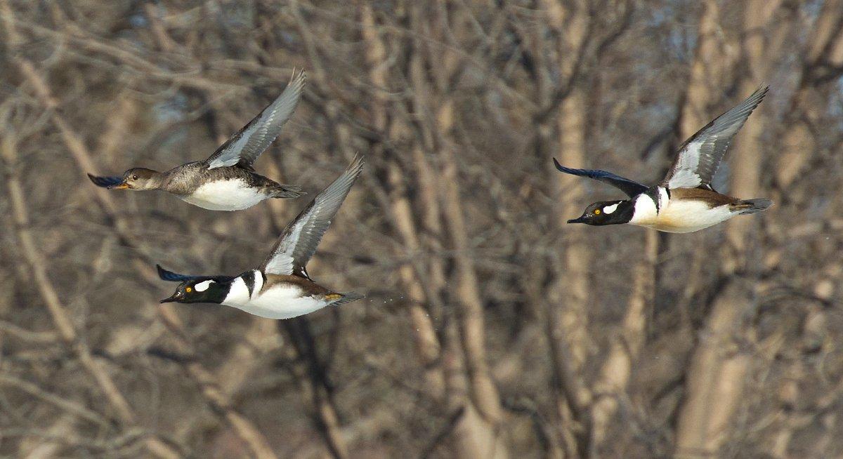 Nothing matches a relaxing float hunt for wood ducks. But wait — what are those? Photo © Steve Oehlenschlager/Shutterstock