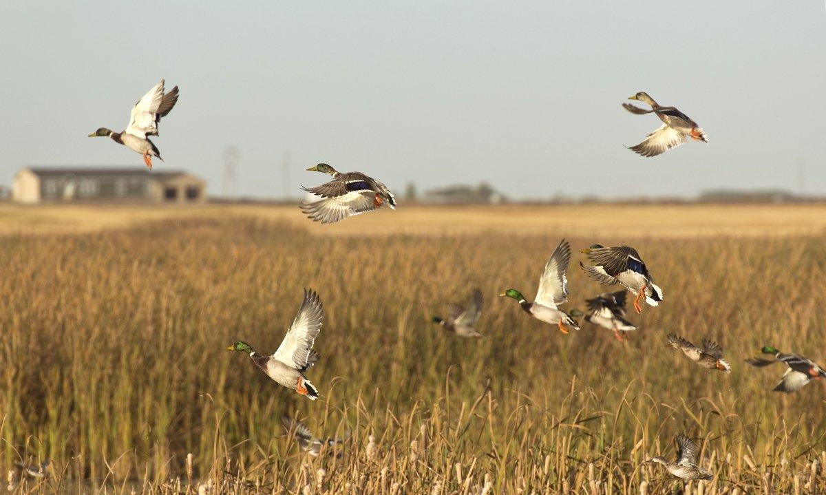 A duck-laden pothole near the landowner's house — this is the stuff of which prairie free-lance dreams are made. Photo © Steve Oehlenschlager/Shutterstock