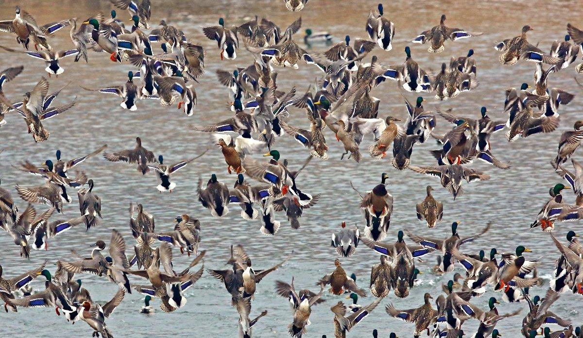 Since 1955, biologists have surveyed major waterfowl breeding areas to evaluate breeding populations and habitat conditions. Photo © Shutterstock