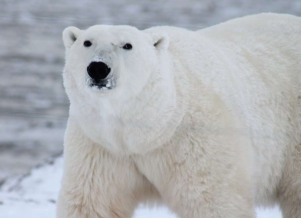 Polar Bear