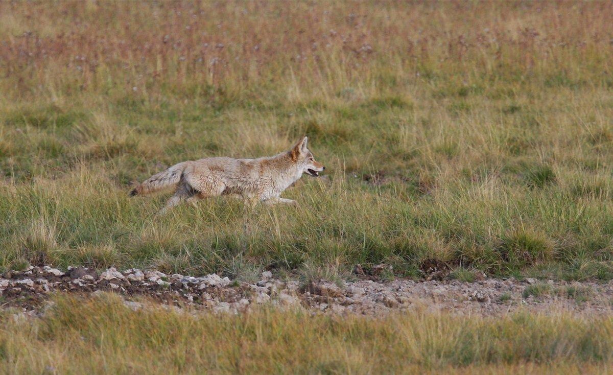 Wildlife Services pause the use of certain methods, including cyanide-based traps known as M-44s. © Tau5-Shutterstock