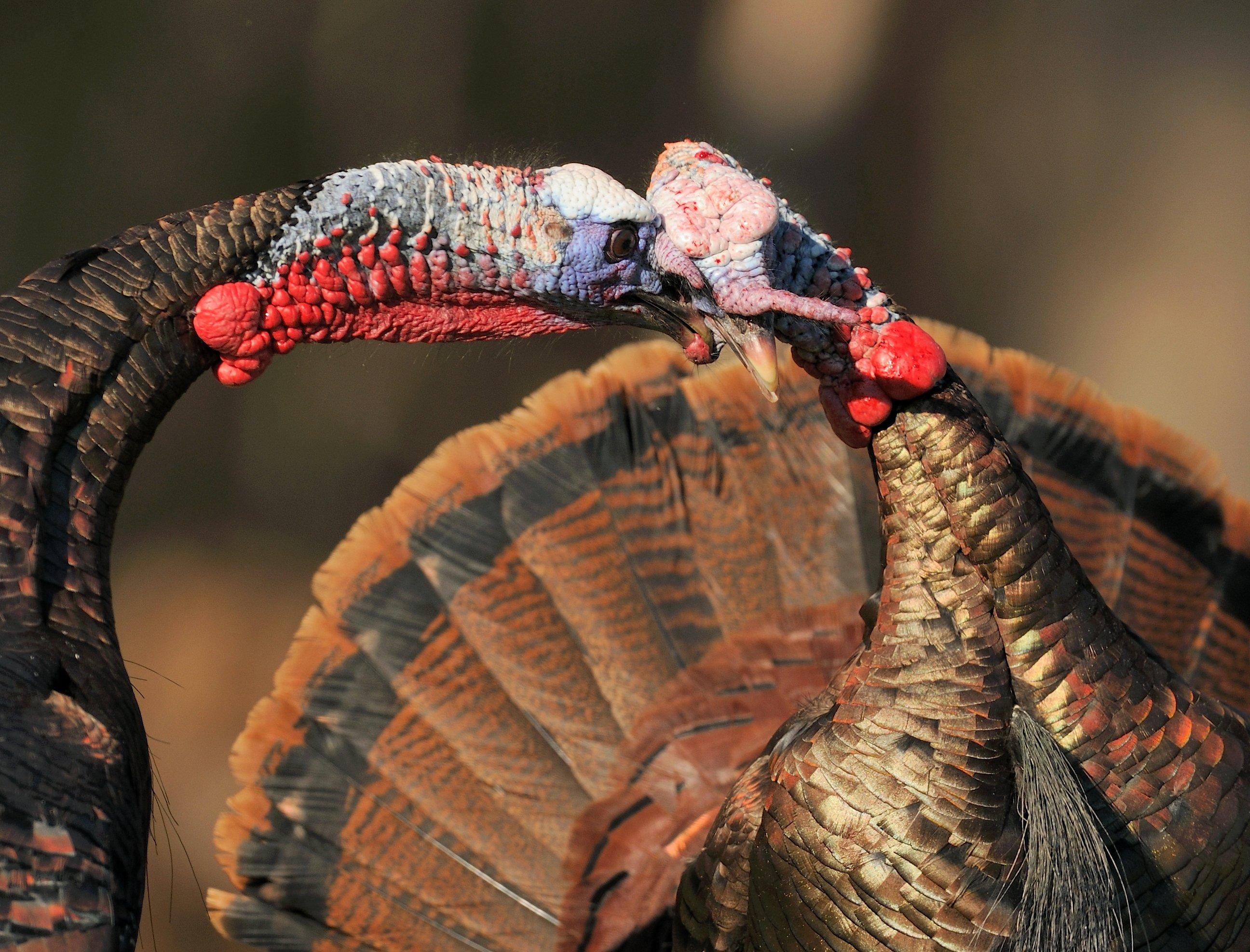 Start a gobbler fight with your calling. © Tes Randle Jolly photo