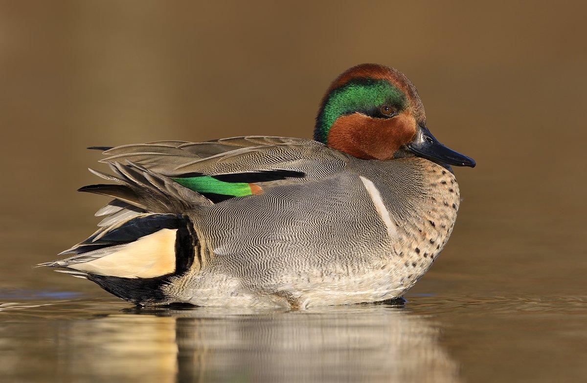 Greenwings taste incredible, but are they the champion? Some might argue otherwise. Photo © Tim Zurowski/Shutterstock