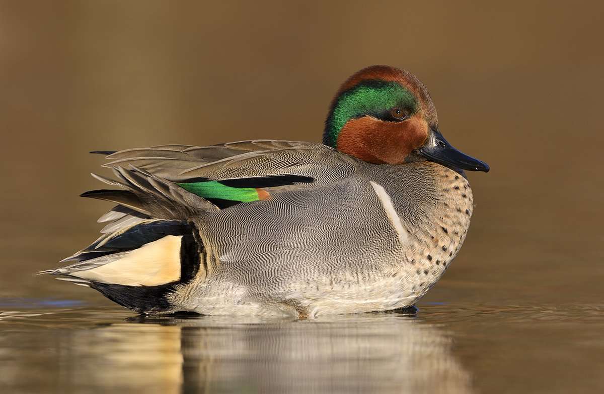 Great Eats: The Best Tasting Duck Is ... ? - Realtree Camo