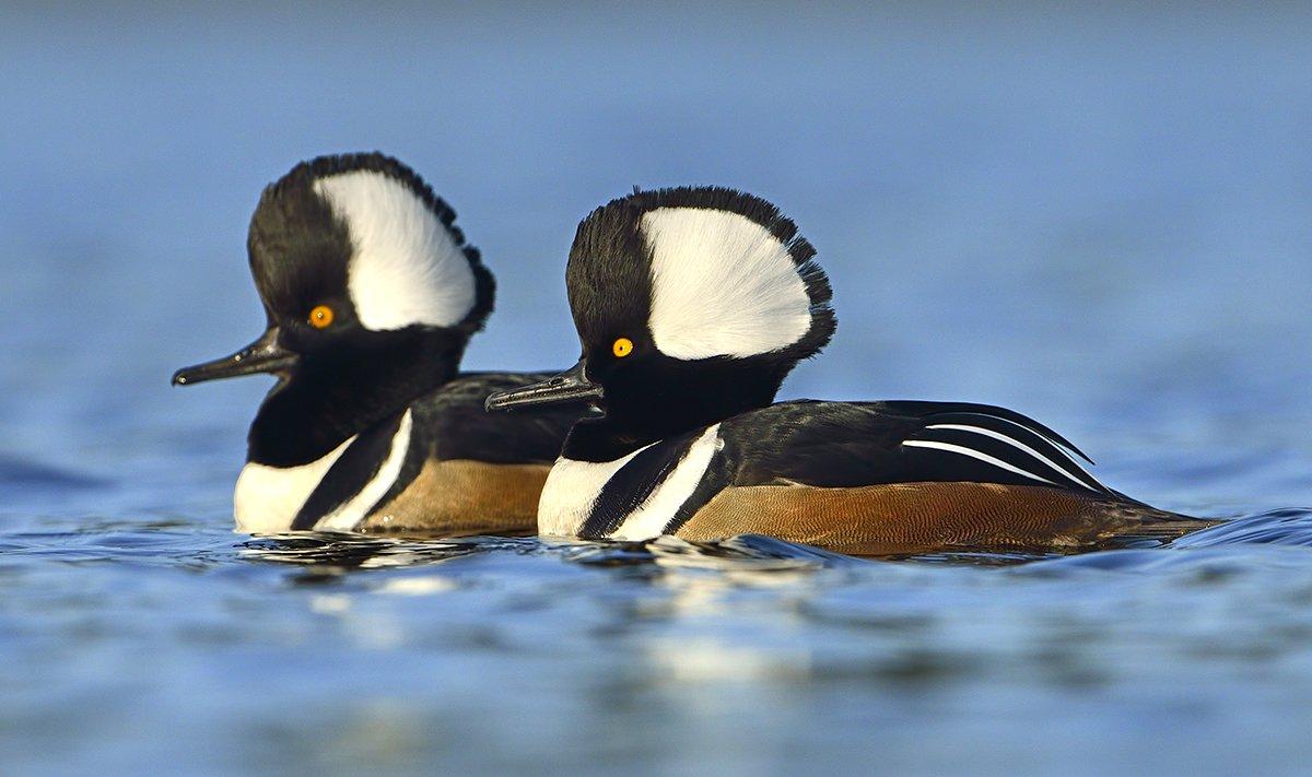 Hooded Mergansers