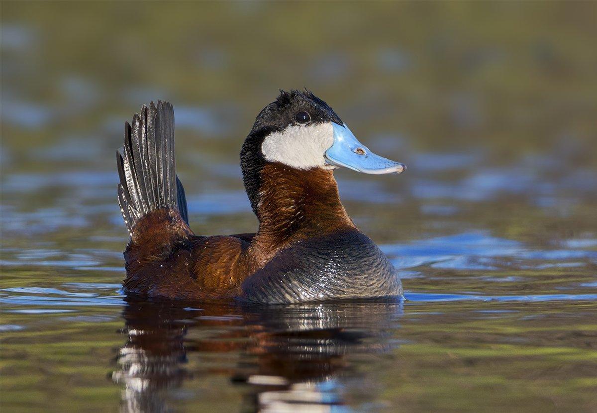 Ruddy Ducks