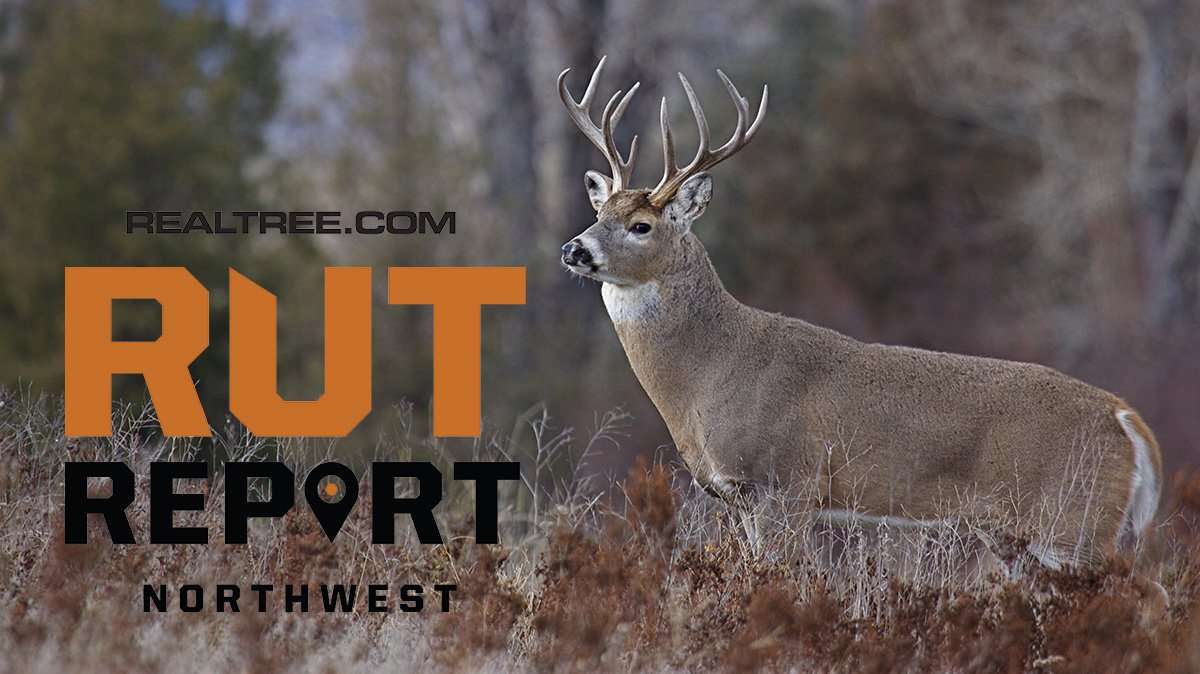 Northwest Rut Report: Peak Mature Buck Movement Just Days Away - ctom_reichner-shutterstock-nw_0