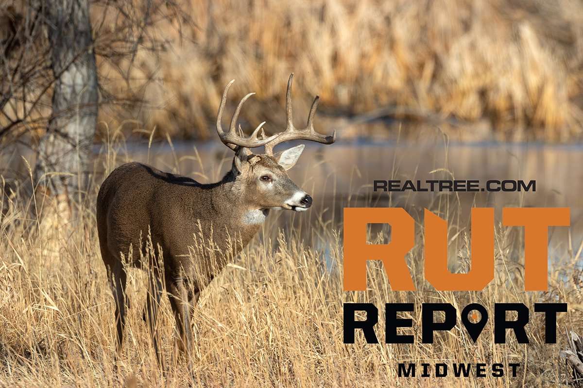 Midwest Rut Report: Rut Sign Ramping Up, Younger Bucks Nudging Does - ctom_tietz-shutterstock-mw