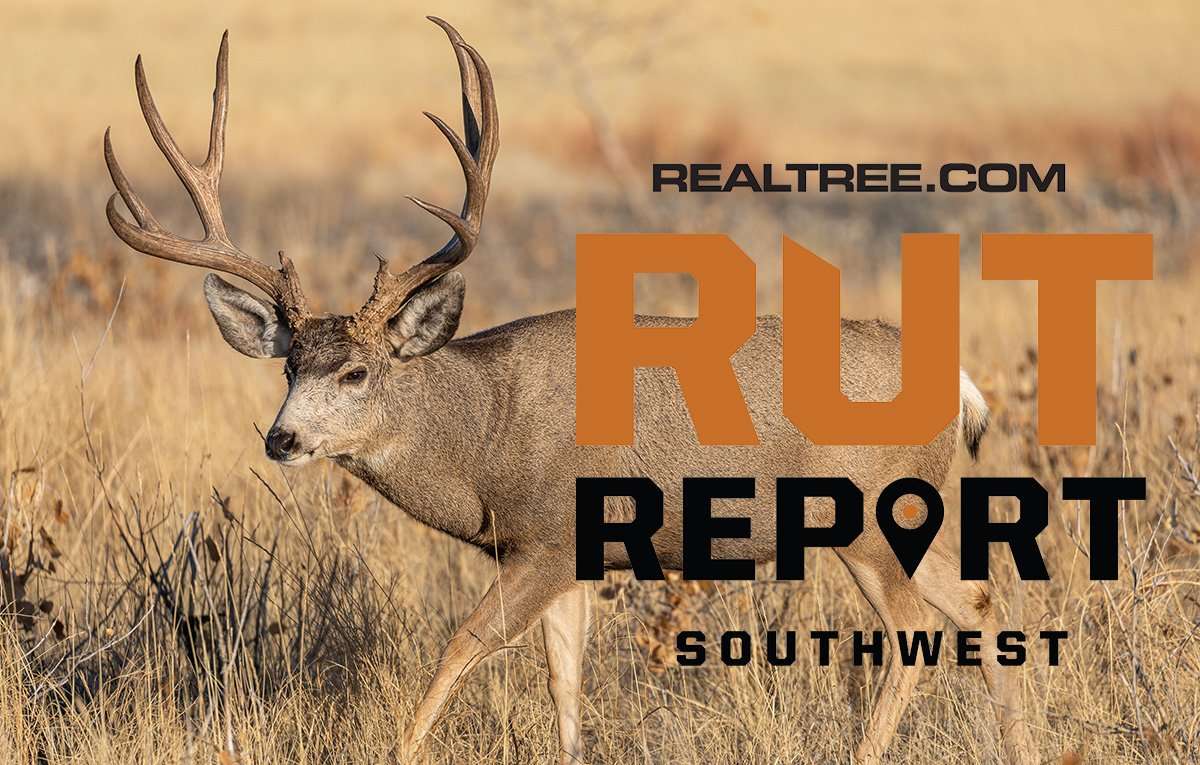 Mid Week Rut Image Southwest Rut Report: Big Mule Deer Unpredictable as Rut Heats Up ...