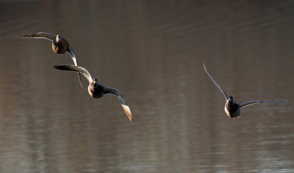 You can easily pick out the two greenheads in this flock, but what if it were cloudy? Could you distinguish drakes by their chestnut-brown upper breasts? Photo © Tom Franks/Shutterstock