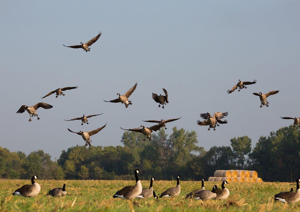 Incoming Cupped and Committed