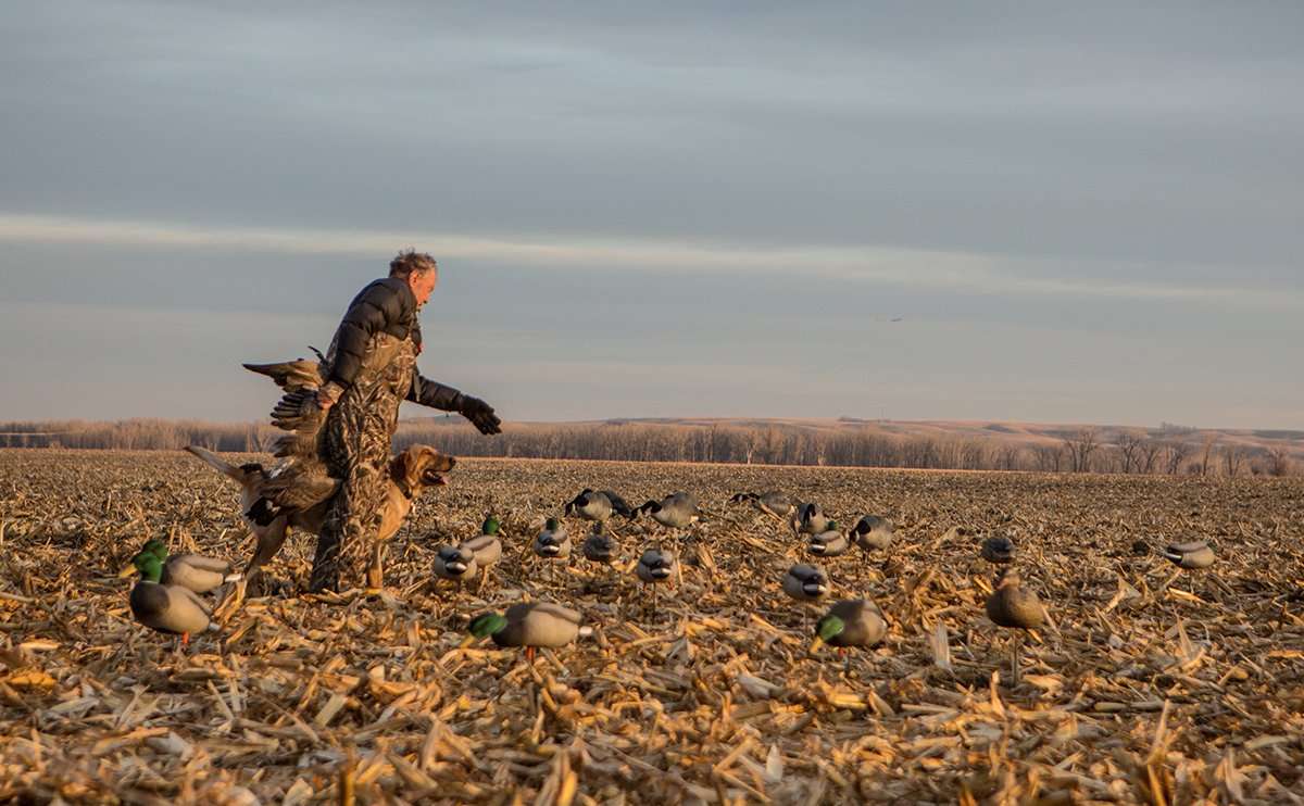 The corn harvest is progressing rapidly in northern portions of the flyway, opening up great field opportunities. Photo © Tom Rassuchine/Banded The corn harvest is progressing rapidly in northern portions of the flyway, opening up great field opportunities. Photo © Tom Rassuchine/Banded