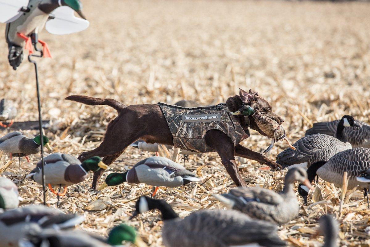 You'll often boost success by mixing decoys of various duck species — and even geese. However, birds sometimes stick with their own kind. Photo © Tom Rassuchine/Banded