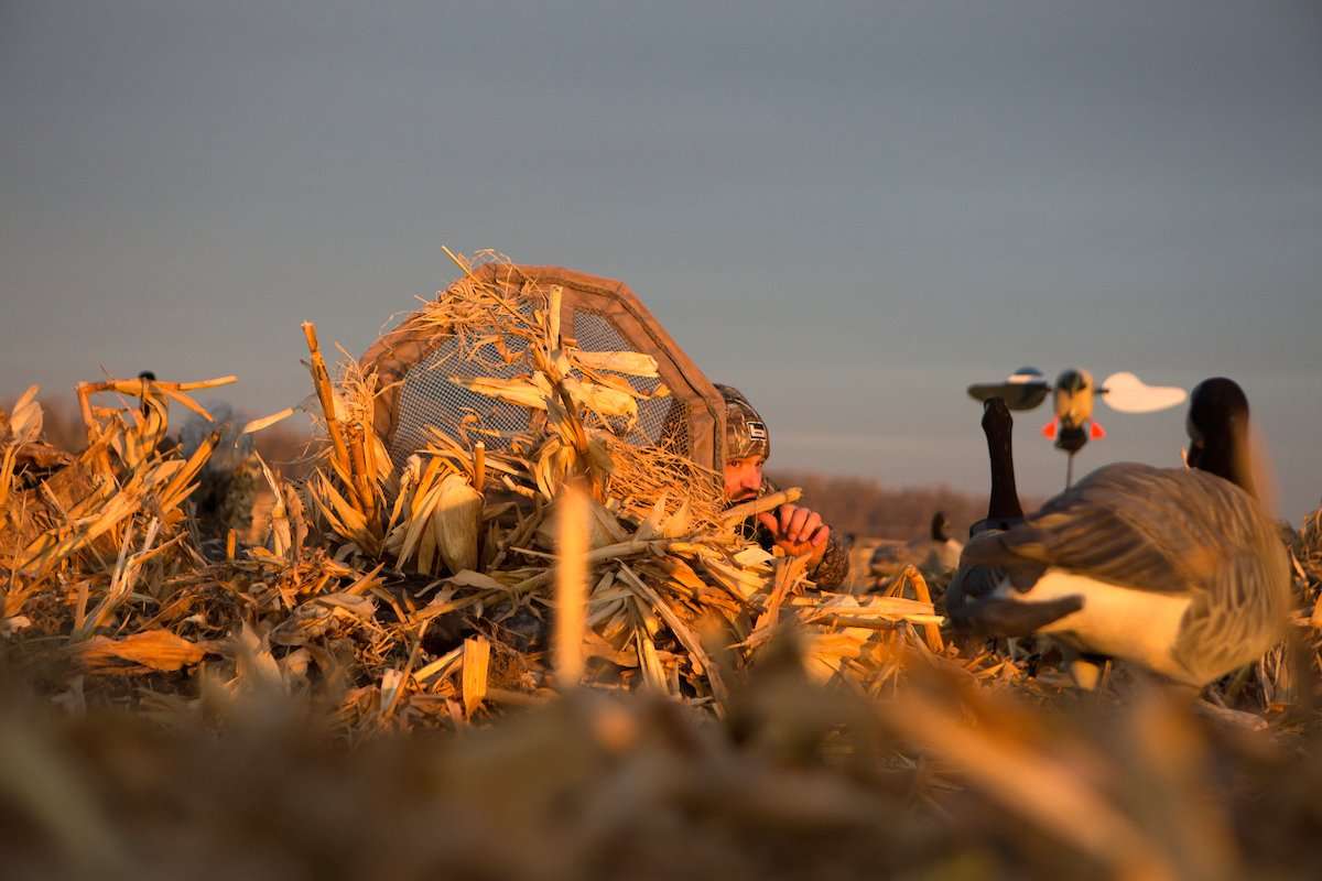 Snow is not a factor in Oklahoma, so ducks and geese continue to feed in agricultural fields. Photo © Tom Rassuchine/Banded