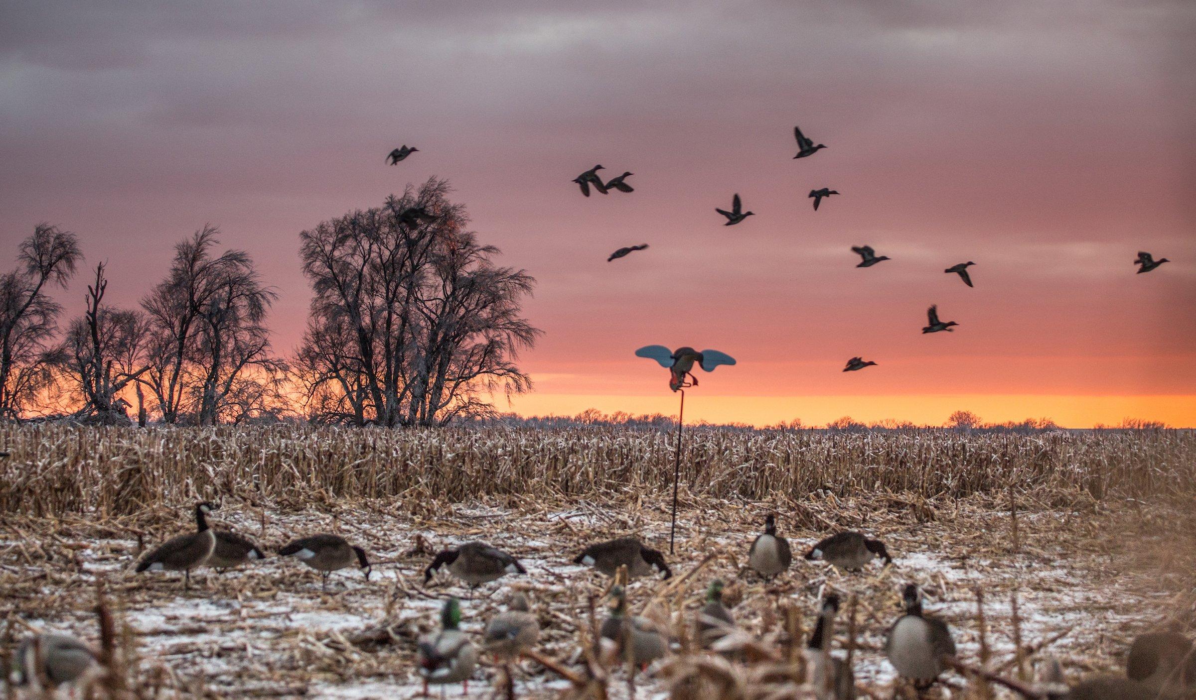 Agricultural fields often provide great opportunities to score ducks and geese during the same hunt. Photo © Tom Rassuchine/Banded