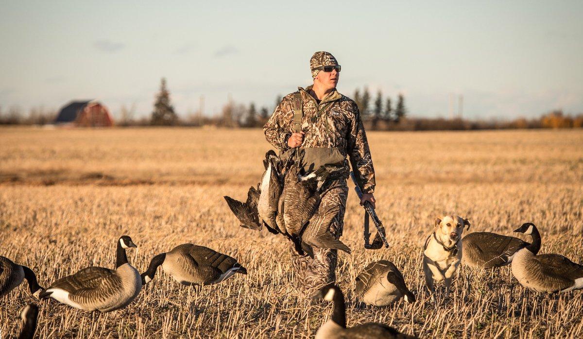 Early seasons for locally breeding honkers represent the first fowling opportunities of the season. They also pose unique challenges for hunters. Photo © Tom Rassuchine/Banded