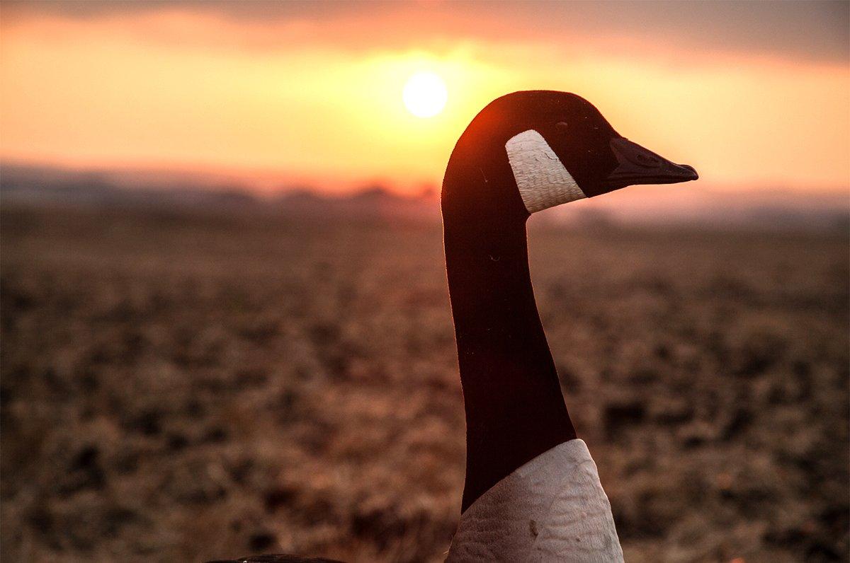 Every waterfowl hunt — successful or not — has moments we should appreciate and cherish. Photo © Tom Rassuchine/Banded