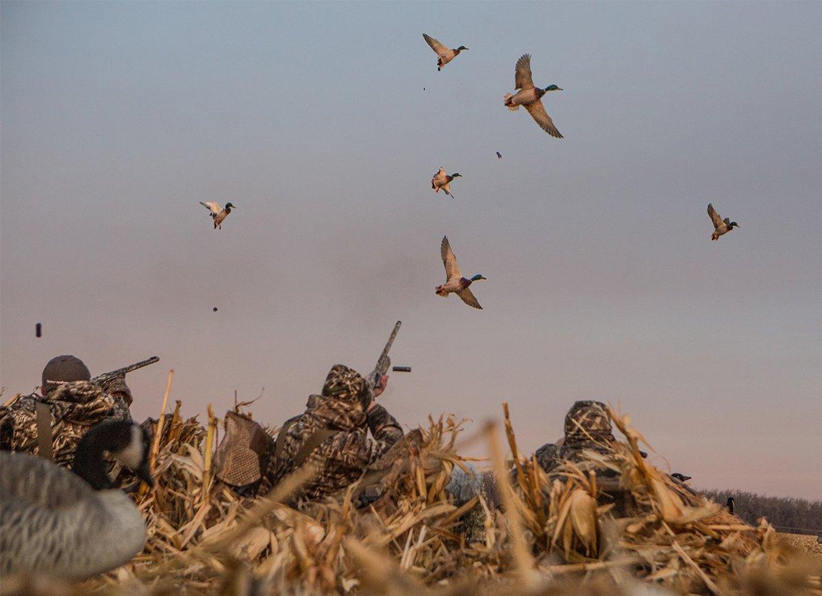 Those ducks just seem to be floating, offering easy shots. Be careful, though. Photo © Tom Rassuchine/Banded