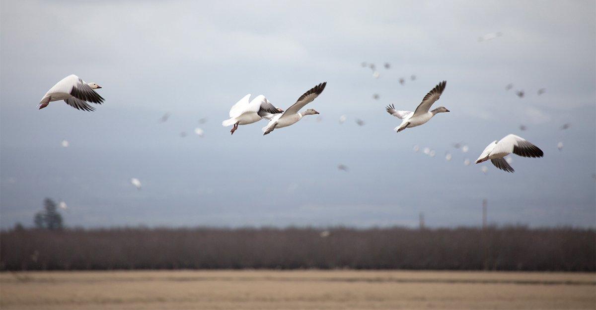 Although it's uncommon, waterfowl are sometimes killed in electrical storms. Photo © Tom Rassuchine/Banded